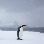 BRD 05 KH0325 01
King Penguin Walking On Beach In Snowstorm South Georgia, Antarctica