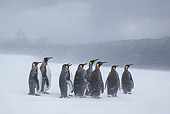 BRD 05 KH0326 01
Group Of King Penguins Walking On Beach In Snowstorm South Georgia, Antarctica