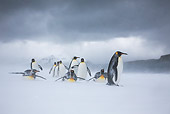 BRD 05 KH0327 01
Group Of King Penguins Walking And Sliding On Beach In Snowstorm South Georgia, Antarctica