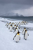 BRD 05 KH0328 01
Group Of King Penguins Emerging From Ocean After Fishing South Georgia, Antarctica