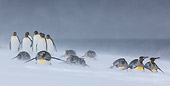 BRD 05 KH0329 01
Group Of King Penguins In Snowstorm South Georgia, Antarctica