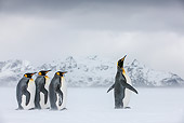 BRD 05 KH0330 01
Four King Penguins Standing On Snowy Beach South Georgia, Antarctica