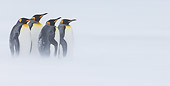 BRD 05 KH0331 01
Four King Penguins Standing In Snowstorm South Georgia, Antarctica