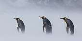BRD 05 KH0332 01
Three King Penguins Walking Through Snowstorm South Georgia, Antarctica