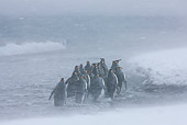 BRD 05 KH0333 01
Group Of King Penguins Walking Along Shoreline In Snowstorm South Georgia, Antarctica