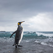 BRD 05 KH0334 01
King Penguin Walking Toward Sea In Storm South Georgia, Antarctica