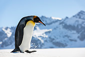 BRD 05 KH0335 01
King Penguin Walking On Snow By Mountains South Georgia, Antarctica