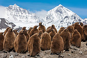BRD 05 KH0338 01
Colony Of King Penguin Chicks By Mountains At Bay Of St. Andrew, Antarctica