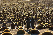 BRD 05 KH0343 01
Colony Of King Penguin Chicks At Sunset At Bay Of St. Andrew, Antarctica