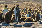 BRD 05 KH0344 01
King Penguin Chick Begging For Food From Adult In Colony At Sunset At Bay Of St. Andrew, Antarctica