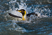 BRD 05 KH0345 01
King Penguin Swimming In Sea South Georgia, Antarctica
