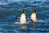 BRD 05 KH0346 01
Two King Penguins Walking Through Inlet South Georgia, Antarctica