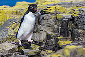 BRD 05 KH0347 01
Rockhopper Penguin Jumping Off Cliff Covered With Lichen Falkland Islands