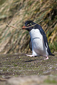 BRD 05 KH0348 01
Rockhopper Penguin Carrying Strands Of Tussock For Nest Falkland Islands