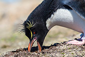 BRD 05 KH0349 01
Close-Up Of Rockhopper Penguin Taking Peat To Build Nest Falkland Islands