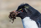 BRD 05 KH0350 01
Close-Up Of Rockhopper Penguin Carrying Peat To Build Nest Falkland Islands