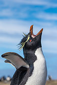 BRD 05 KH0351 01
Portrait Of Rockhopper Penguin Singing Falkland Islands