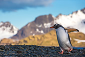 BRD 05 KH0352 01
Gentoo Penguin Walking On Gravel Bank In South Georgia, Antarctica