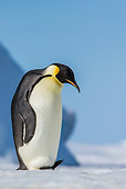 BRD 05 KH0353 01
Portrait Of Emperor Penguin Standing On Snow Antarctica