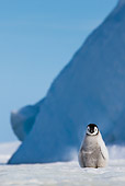 BRD 05 KH0355 01
Emperor Penguin Chick Walking On Ice Antarctica