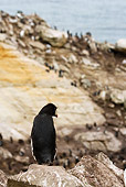 BRD 05 MC0002 01
Rockhopper Penguin Standing On Rocks At Colony Antarctica
