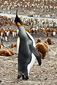 BRD 05 MC0003 01
King Penguin Trumpeting And Skypointing At Colony South Georgia Island
