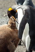 BRD 05 MC0004 01
King Penguin Feeding Young Antarctica