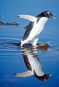 BRD 05 MC0005 01
Portrait Of Gentoo Penguin Chick Splashing Through Water Falkland Islands