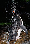 BRD 05 MC0006 01
Rockhopper Penguin Showering Falkland Islands