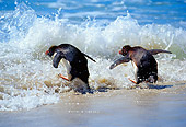 BRD 05 MC0007 01
Rockhopper Penguins Splashing Through Water On Beach