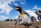 BRD 05 MC0008 01
Flock Of King Penguins On Falkland Islands