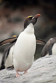 BRD 05 MC0009 01
Portrait Of Macaroni Penguin Shaking On Snow