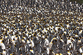 BRD 05 MC0011 01
Colony Of King Penguins Socializing On Faulkland Islands