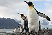 BRD 05 MC0012 01
Colony Of King Penguins Walking Up From Beach In Faulkland Islands
