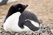 BRD 05 MC0013 01
Close-Up Of Adelie Penguin Nesting At Brown Bluff, Antarctica
