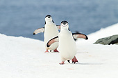BRD 05 MC0014 01
Chinstrap Penguins Climbing On Iceberg In Antarctica