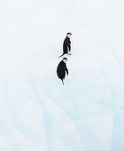 BRD 05 MC0015 01
Chinstrap Penguins Standing On Iceberg In South Orkney Island, Antarctic Peninsula