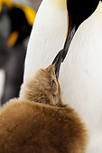 BRD 05 MC0016 01
Portrait Of King Penguin Feeding Chick At St. Andrew Bay, South Georgia