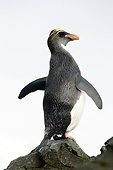 BRD 05 MC0017 01
Macaroni Penguin Standing On Rock At Colony In Cooper Bay, South Georgia