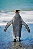 BRD 05 MH0001 01
Rear View Of King Penguin Waddling On Beach South Georgia Island