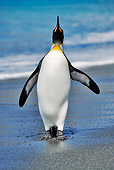 BRD 05 MH0002 01
King Penguin Waddling On Beach Looking Up South Georgia Island