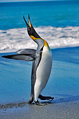 BRD 05 MH0003 01
King Penguin Waddling On Beach With Mouth Open South Georgia Island