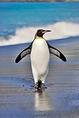 BRD 05 MH0004 01
King Penguin Waddling On Beach South Georgia Island