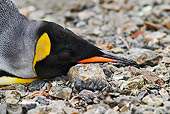 BRD 05 MH0005 01
Close Up Of King Penguin Sleeping On Rocks South Georgia Island