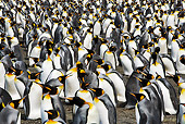 BRD 05 MH0006 01
King Penguin Colony South Georgia Island