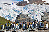 BRD 05 MH0007 01
King Penguin Colony South Georgia Island