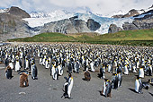 BRD 05 MH0008 01
King Penguin Colony South Georgia Island