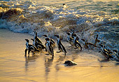 BRD 05 MH0009 01
Group Of African Penguins (aka Black-Footed Penguins) Walking On Beach At Dusk