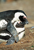 BRD 05 MH0010 01
Close-Up Of African Penguins (aka Black-Footed Penguins) Mating
