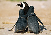 BRD 05 MH0011 01
Back View Of African Penguin Adult And Chicks With Arms Around Each Other On Beach